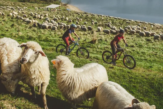 Nie bądź owcą Elementstore cię wystylizuje!